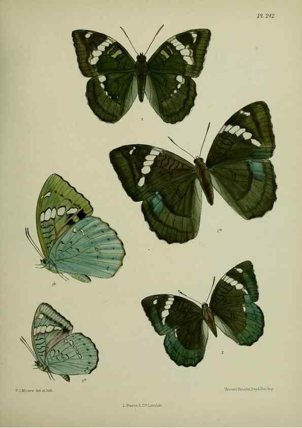Reproducción/Reproduction 26249613607: Lepidoptera indica.. London,1890-1913.. 