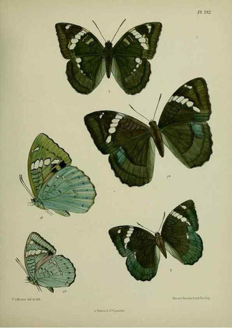 Reproducción/Reproduction 26249613607: Lepidoptera indica.. London,1890-1913.. 
