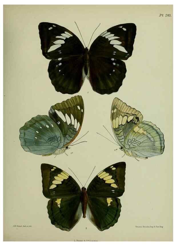 Reproducción/Reproduction 39312058190: Lepidoptera indica.. London,1890-1913.. 