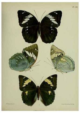 Reproducción/Reproduction 39312058190: Lepidoptera indica.. London,1890-1913.. 