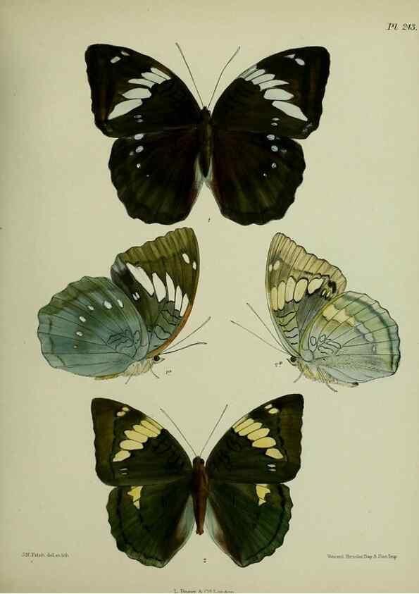 Reproducción/Reproduction 39312058190: Lepidoptera indica.. London,1890-1913.. 