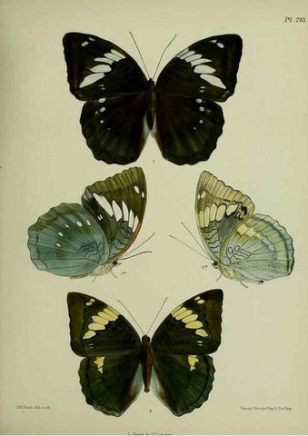 Reproducción/Reproduction 39312058190: Lepidoptera indica.. London,1890-1913.. 