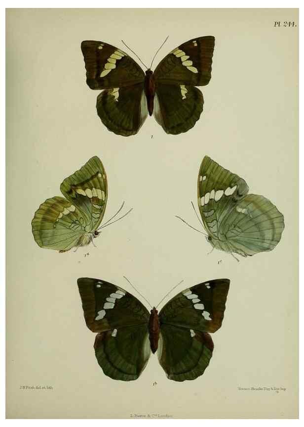 Reproducción/Reproduction 39312060990: Lepidoptera indica.. London,1890-1913.. 