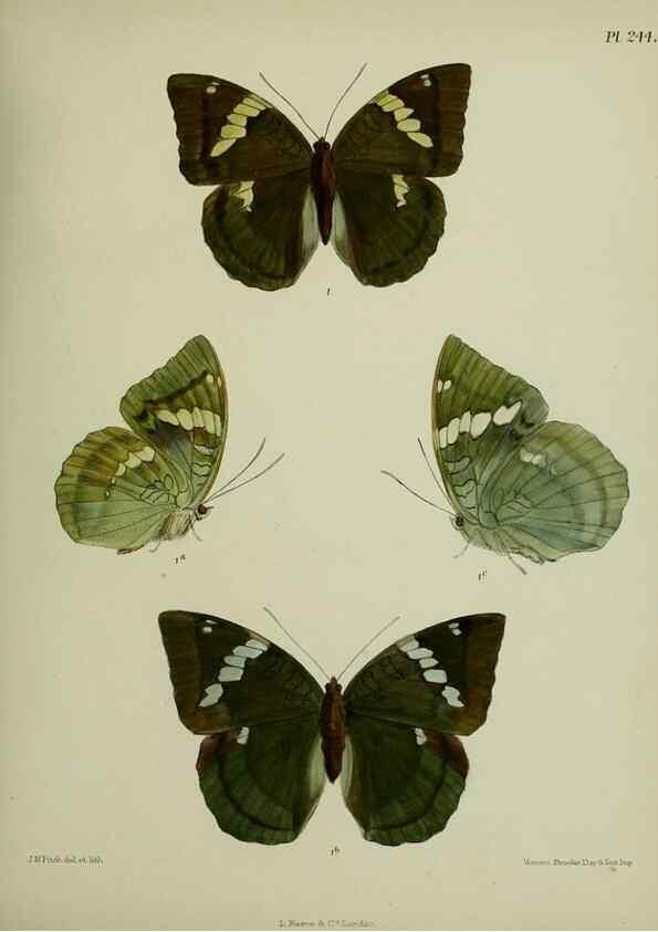 Reproducción/Reproduction 39312060990: Lepidoptera indica.. London,1890-1913.. 