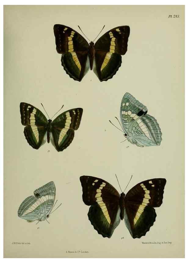 Reproducción/Reproduction 41120818621: Lepidoptera indica.. London,1890-1913.. 