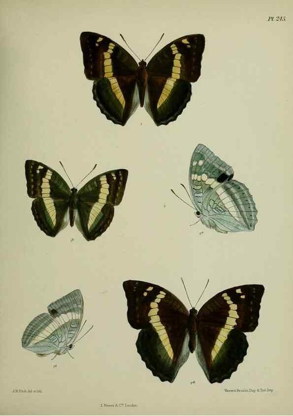 Reproducción/Reproduction 41120818621: Lepidoptera indica.. London,1890-1913.. 
