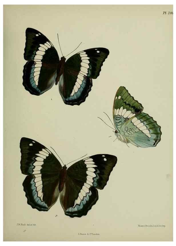 Reproducción/Reproduction 40410266424: Lepidoptera indica.. London,1890-1913.. 