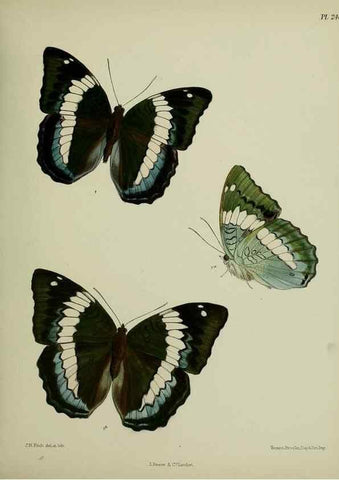 Reproducción/Reproduction 40410266424: Lepidoptera indica.. London,1890-1913.. 