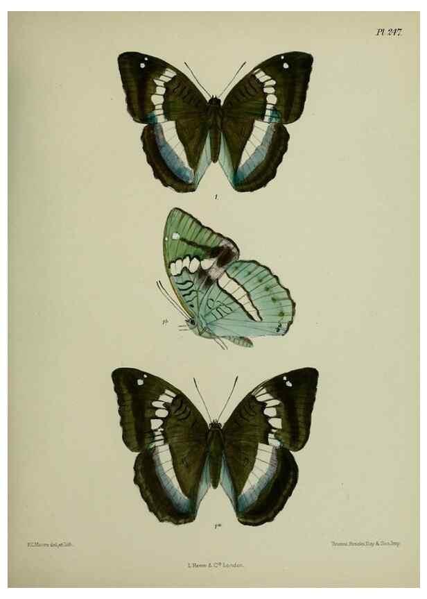 Reproducción/Reproduction 27248056068: Lepidoptera indica.. London,1890-1913.. 