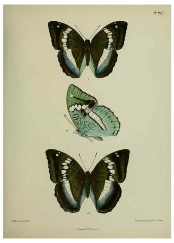 Reproducción/Reproduction 27248056068: Lepidoptera indica.. London,1890-1913.. 