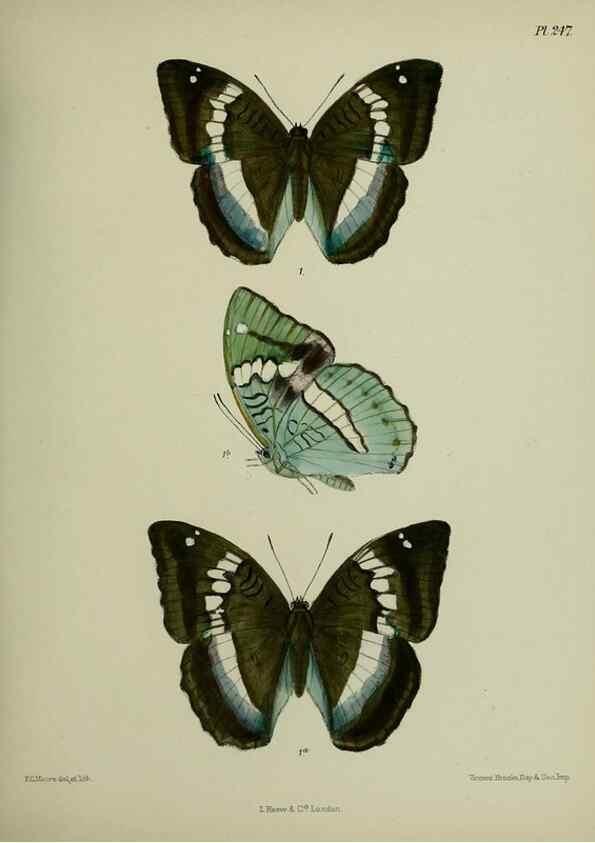 Reproducción/Reproduction 27248056068: Lepidoptera indica.. London,1890-1913.. 
