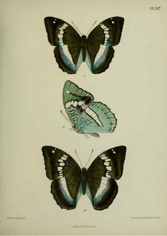 Reproducción/Reproduction 27248056068: Lepidoptera indica.. London,1890-1913.. 