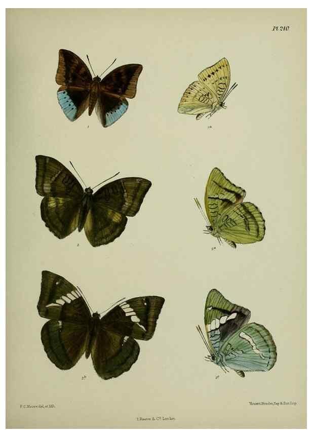 Reproducción/Reproduction 26249607127: Lepidoptera indica.. London,1890-1913.. 