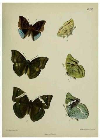 Reproducción/Reproduction 26249607127: Lepidoptera indica.. London,1890-1913.. 