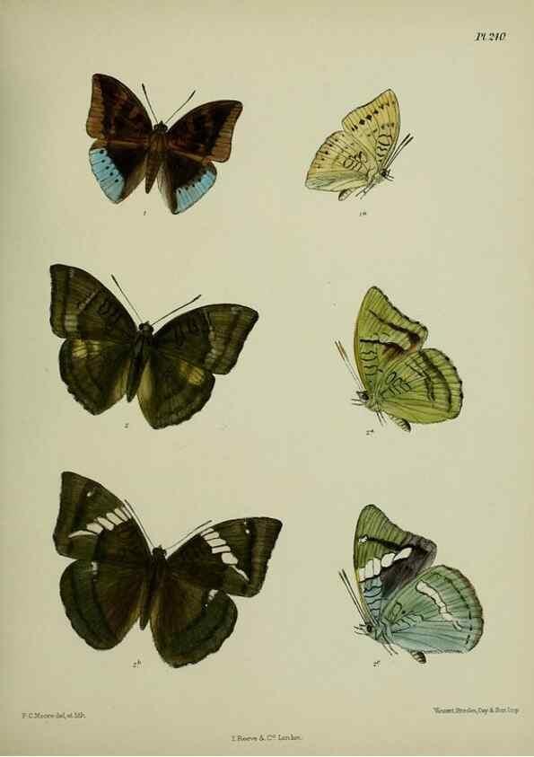 Reproducción/Reproduction 26249607127: Lepidoptera indica.. London,1890-1913.. 