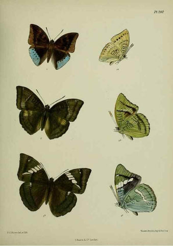 Reproducción/Reproduction 26249607127: Lepidoptera indica.. London,1890-1913.. 