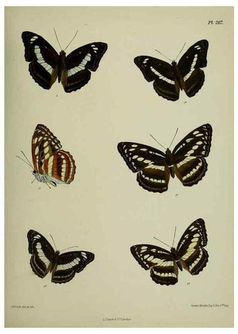 Reproducción/Reproduction 41077654502: Lepidoptera indica.. London,1890-1913.. 