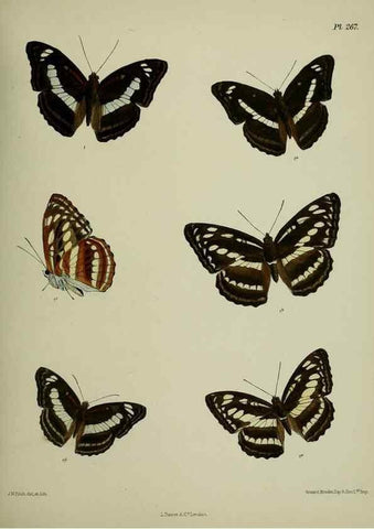 Reproducción/Reproduction 41077654502: Lepidoptera indica.. London,1890-1913.. 