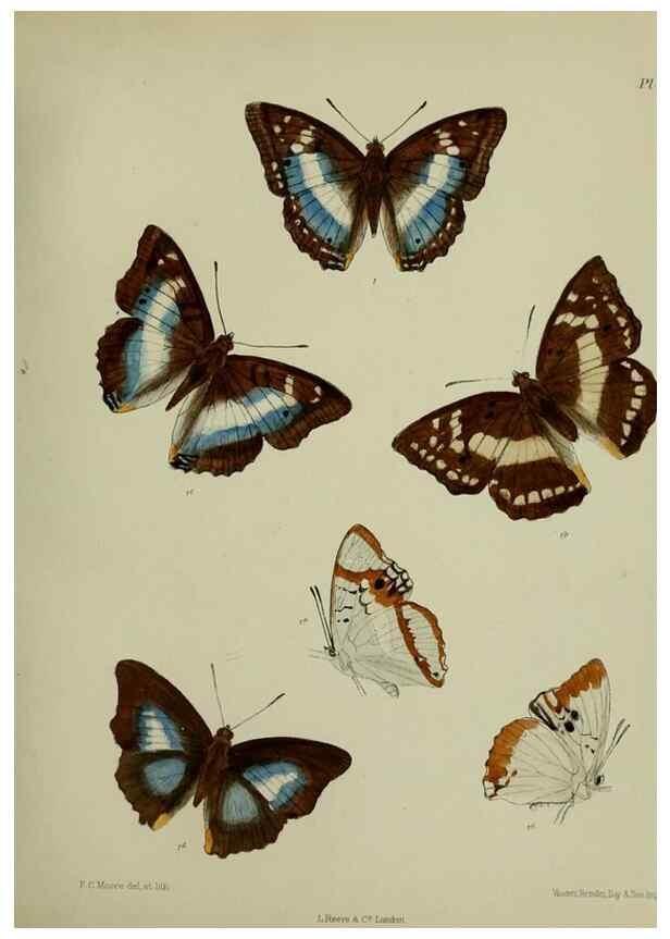 Reproducción/Reproduction 27247788578: Lepidoptera indica.. London,1890-1913.. 