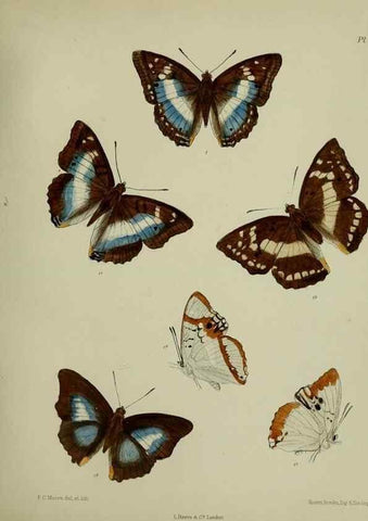Reproducción/Reproduction 27247788578: Lepidoptera indica.. London,1890-1913.. 