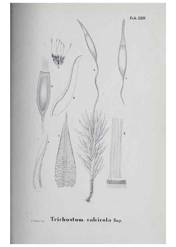 Reproducción/Reproduction 41053420511: Icones muscorum novorum vel minus cognitorum /. Bonnae :Henry & Cohen,1844.. 