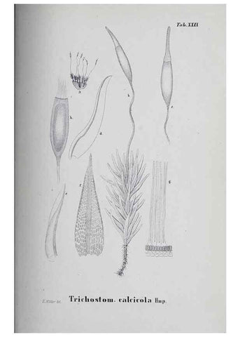 Reproducción/Reproduction 41053420511: Icones muscorum novorum vel minus cognitorum /. Bonnae :Henry & Cohen,1844.. 