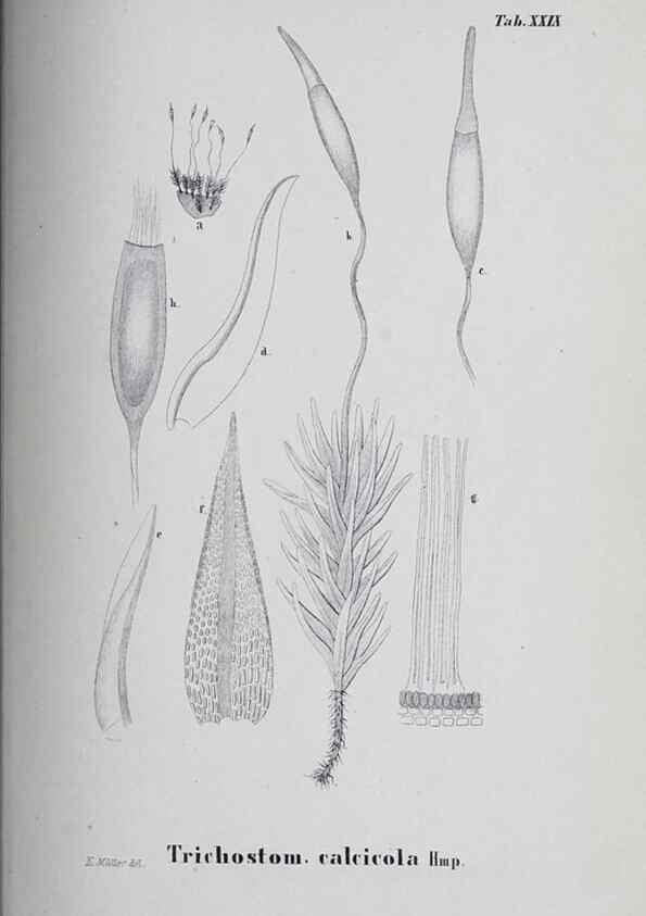 Reproducción/Reproduction 41053420511: Icones muscorum novorum vel minus cognitorum /. Bonnae :Henry & Cohen,1844.. 