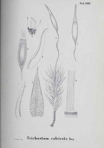 Reproducción/Reproduction 41053420511: Icones muscorum novorum vel minus cognitorum /. Bonnae :Henry & Cohen,1844.. 