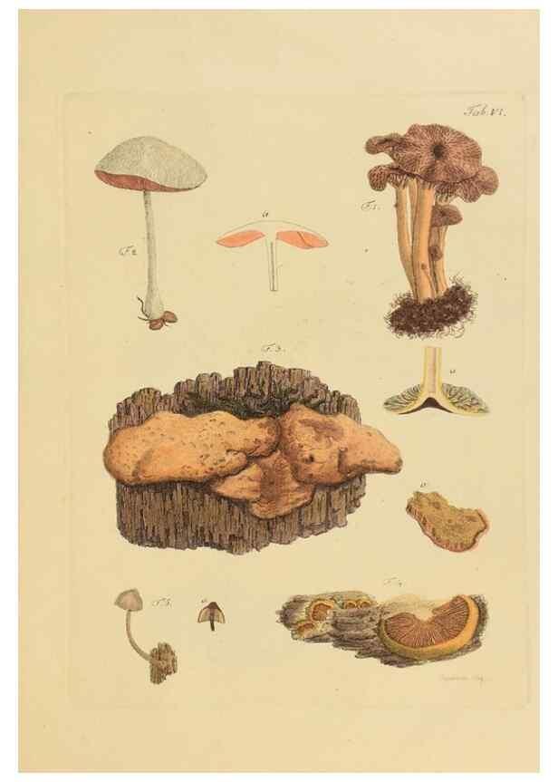Reproducción/Reproduction 27102666468: Icones et descriptiones fungorum minus cognitorum.. Lipsiae,Bibliopolii Breitkopf-Haerteliani impensis[1798-1800]. 