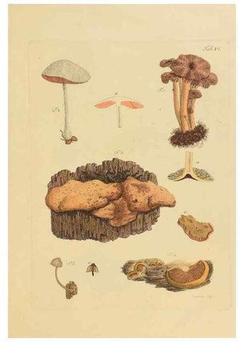 Reproducción/Reproduction 27102666468: Icones et descriptiones fungorum minus cognitorum.. Lipsiae,Bibliopolii Breitkopf-Haerteliani impensis[1798-1800]. 