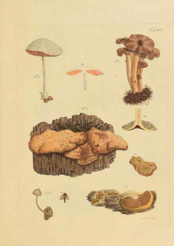 Reproducción/Reproduction 27102666468: Icones et descriptiones fungorum minus cognitorum.. Lipsiae,Bibliopolii Breitkopf-Haerteliani impensis[1798-1800]. 
