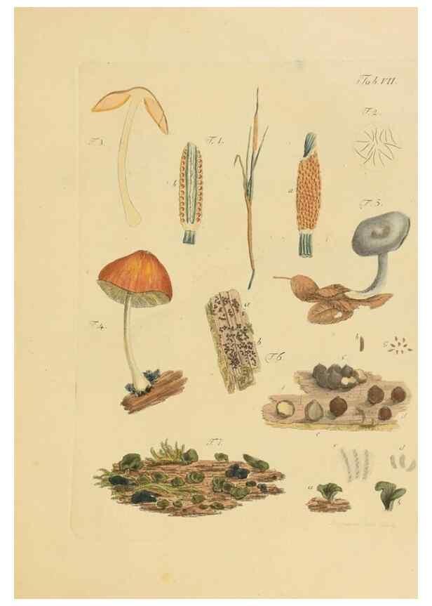 Reproducción/Reproduction 40263996944: Icones et descriptiones fungorum minus cognitorum.. Lipsiae,Bibliopolii Breitkopf-Haerteliani impensis[1798-1800]. 