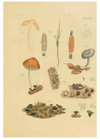 Reproducción/Reproduction 40263996944: Icones et descriptiones fungorum minus cognitorum.. Lipsiae,Bibliopolii Breitkopf-Haerteliani impensis[1798-1800]. 