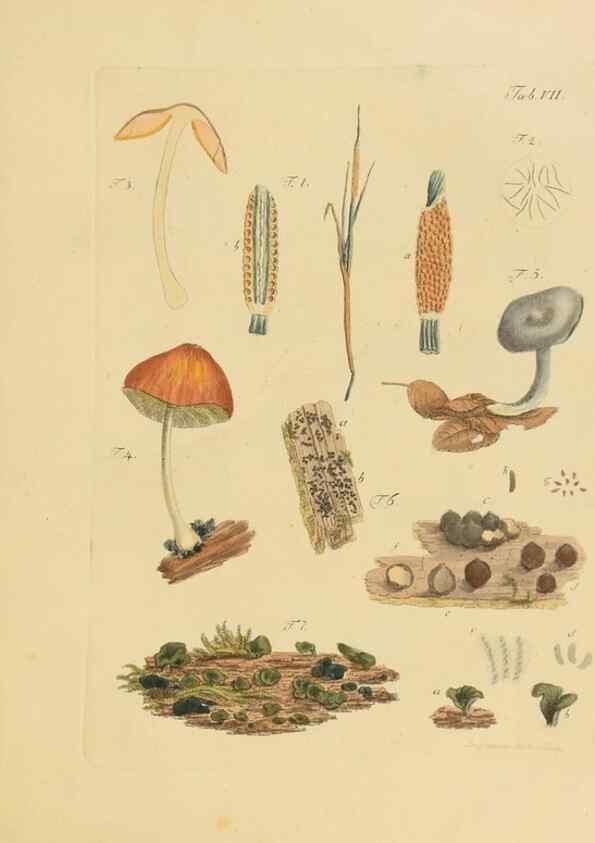 Reproducción/Reproduction 40263996944: Icones et descriptiones fungorum minus cognitorum.. Lipsiae,Bibliopolii Breitkopf-Haerteliani impensis[1798-1800]. 