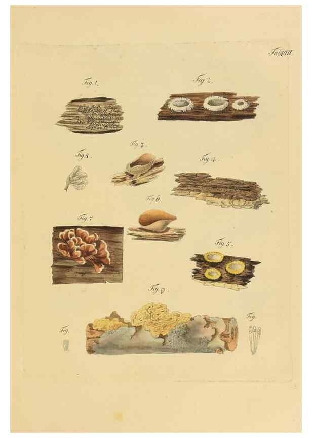 Reproducción/Reproduction 40264000374: Icones et descriptiones fungorum minus cognitorum.. Lipsiae,Bibliopolii Breitkopf-Haerteliani impensis[1798-1800]. 