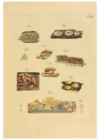 Reproducción/Reproduction 40264000374: Icones et descriptiones fungorum minus cognitorum.. Lipsiae,Bibliopolii Breitkopf-Haerteliani impensis[1798-1800]. 