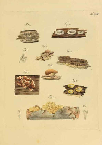 Reproducción/Reproduction 40264000374: Icones et descriptiones fungorum minus cognitorum.. Lipsiae,Bibliopolii Breitkopf-Haerteliani impensis[1798-1800]. 