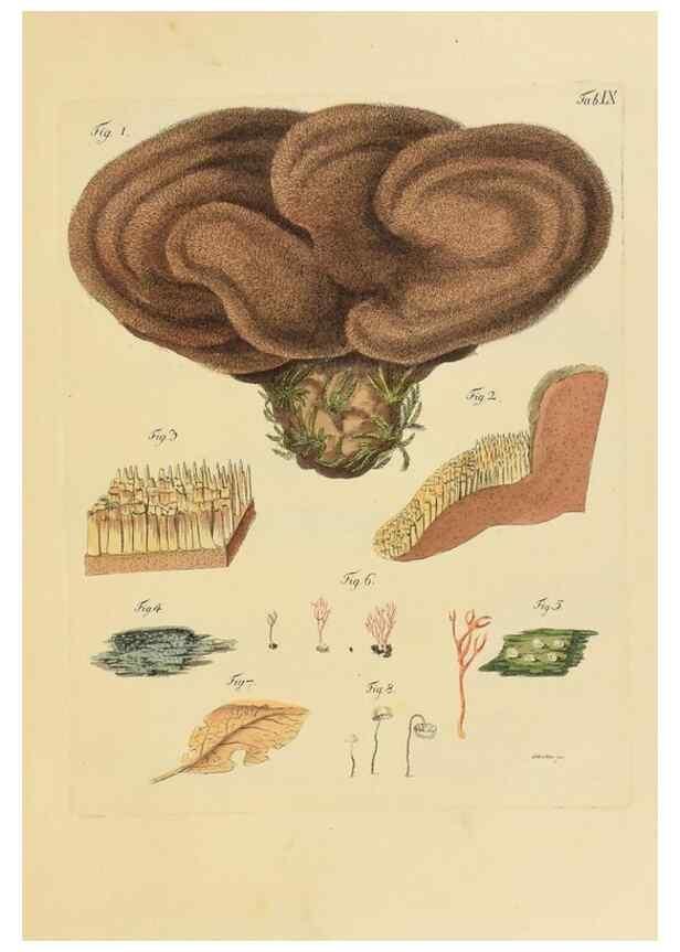 Reproducción/Reproduction 40079701745: Icones et descriptiones fungorum minus cognitorum.. Lipsiae,Bibliopolii Breitkopf-Haerteliani impensis[1798-1800]. 