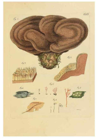 Reproducción/Reproduction 40079701745: Icones et descriptiones fungorum minus cognitorum.. Lipsiae,Bibliopolii Breitkopf-Haerteliani impensis[1798-1800]. 