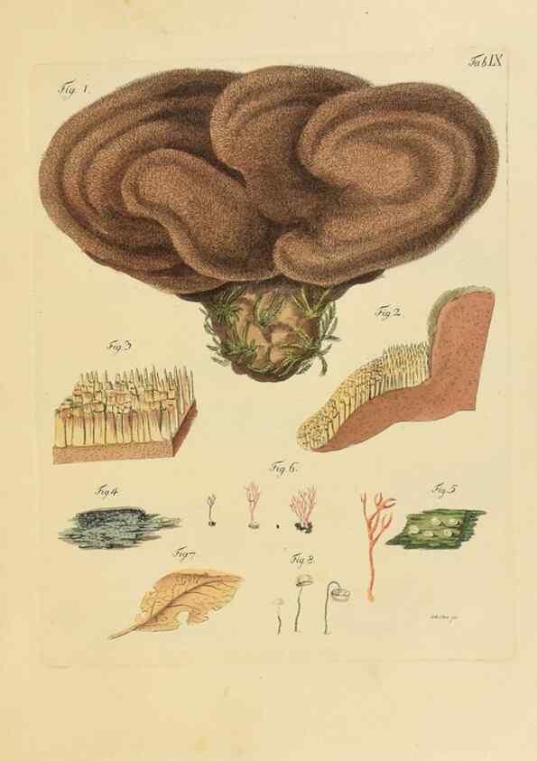 Reproducción/Reproduction 40079701745: Icones et descriptiones fungorum minus cognitorum.. Lipsiae,Bibliopolii Breitkopf-Haerteliani impensis[1798-1800]. 