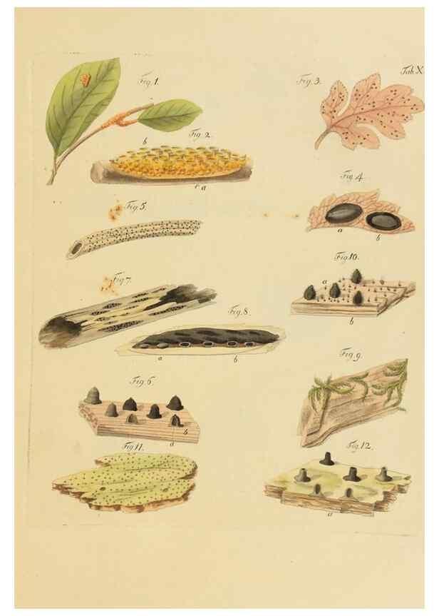 Reproducción/Reproduction 40931565052: Icones et descriptiones fungorum minus cognitorum.. Lipsiae,Bibliopolii Breitkopf-Haerteliani impensis[1798-1800]. 