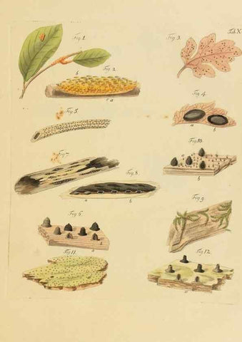 Reproducción/Reproduction 40931565052: Icones et descriptiones fungorum minus cognitorum.. Lipsiae,Bibliopolii Breitkopf-Haerteliani impensis[1798-1800]. 