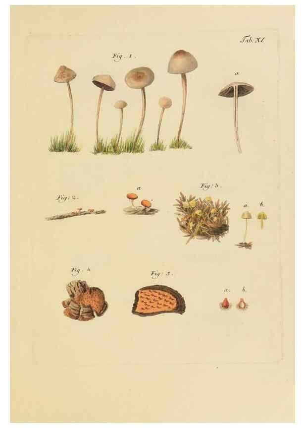 Reproducción/Reproduction 40931567062: Icones et descriptiones fungorum minus cognitorum.. Lipsiae,Bibliopolii Breitkopf-Haerteliani impensis[1798-1800]. 
