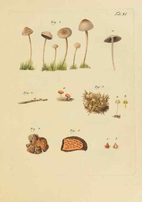 Reproducción/Reproduction 40931567062: Icones et descriptiones fungorum minus cognitorum.. Lipsiae,Bibliopolii Breitkopf-Haerteliani impensis[1798-1800]. 