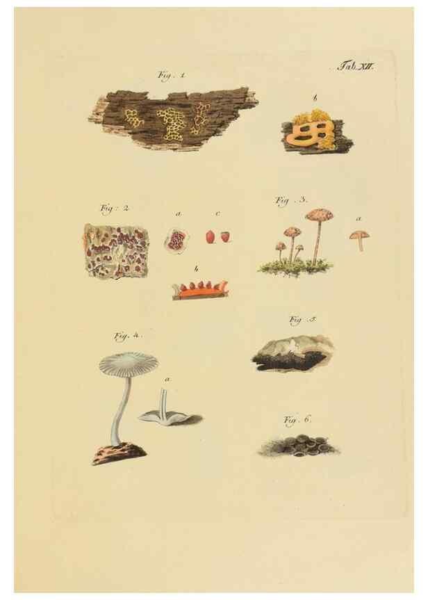 Reproducción/Reproduction 27102669278: Icones et descriptiones fungorum minus cognitorum.. Lipsiae,Bibliopolii Breitkopf-Haerteliani impensis[1798-1800]. 
