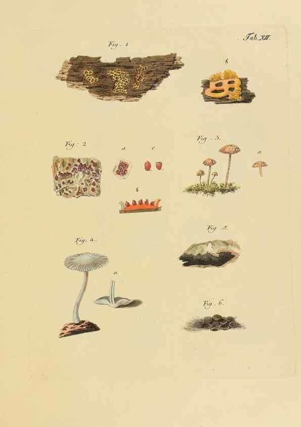 Reproducción/Reproduction 27102669278: Icones et descriptiones fungorum minus cognitorum.. Lipsiae,Bibliopolii Breitkopf-Haerteliani impensis[1798-1800]. 
