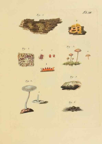 Reproducción/Reproduction 27102669278: Icones et descriptiones fungorum minus cognitorum.. Lipsiae,Bibliopolii Breitkopf-Haerteliani impensis[1798-1800]. 