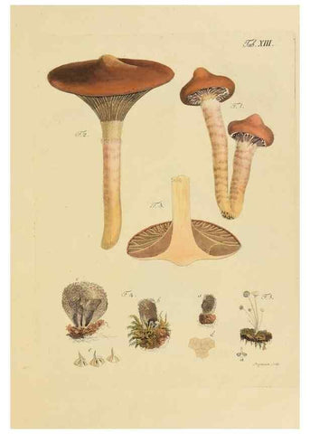 Reproducción/Reproduction 40931571962: Icones et descriptiones fungorum minus cognitorum.. Lipsiae,Bibliopolii Breitkopf-Haerteliani impensis[1798-1800]. 