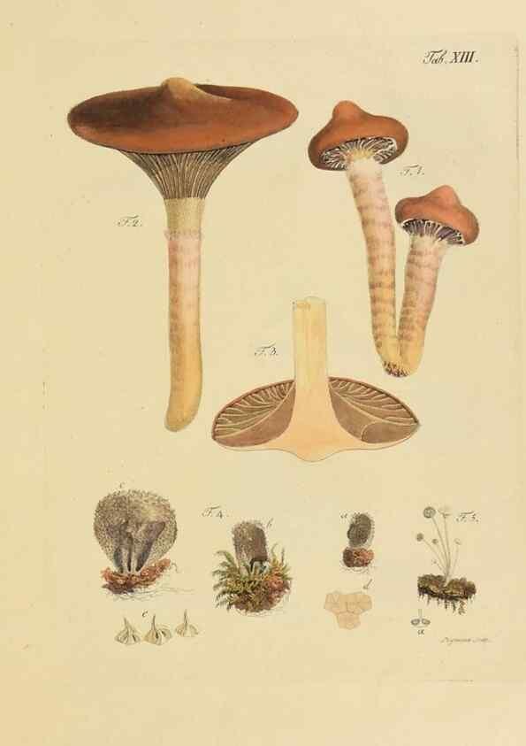 Reproducción/Reproduction 40931571962: Icones et descriptiones fungorum minus cognitorum.. Lipsiae,Bibliopolii Breitkopf-Haerteliani impensis[1798-1800]. 