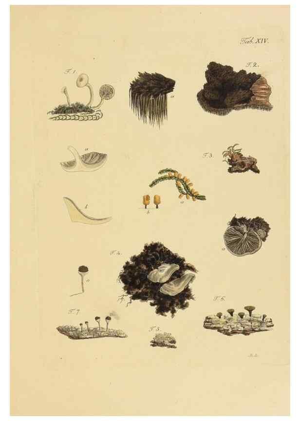 Reproducción/Reproduction 40079711375: Icones et descriptiones fungorum minus cognitorum.. Lipsiae,Bibliopolii Breitkopf-Haerteliani impensis[1798-1800]. 